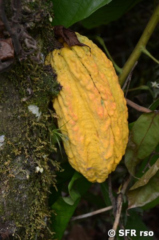 Kakaoschote in Ecuador