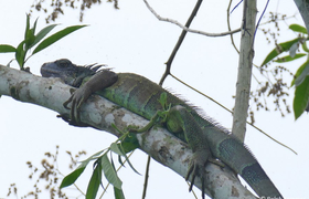 Leguan auf Baum 