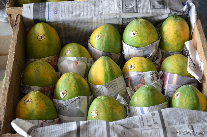 Eingelagerte Papayas in Ecuador