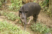 Tapirbulle bruenstig in Ecuador