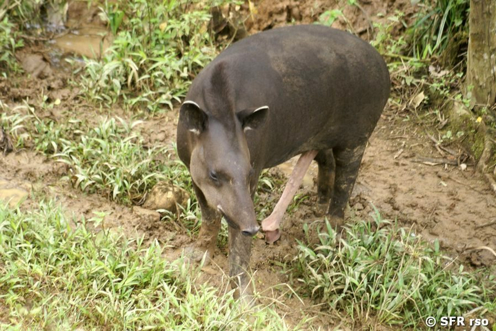 Tapirbulle bruenstig in Ecuador