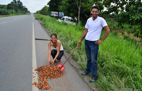 Kakaobohnen Strassenrand Ecuador