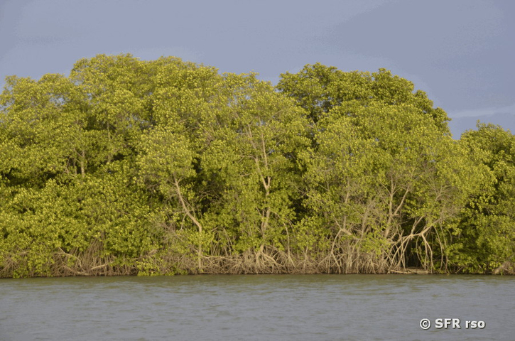Mangroven Wald, Ecuador