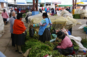 Marktfrauen mit Kräutern in Ecuador