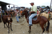 Viehmarkt und Maultiere in Ecuador