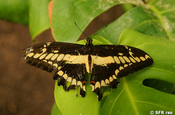 Papilio thoas Schmetterling in Ecuador