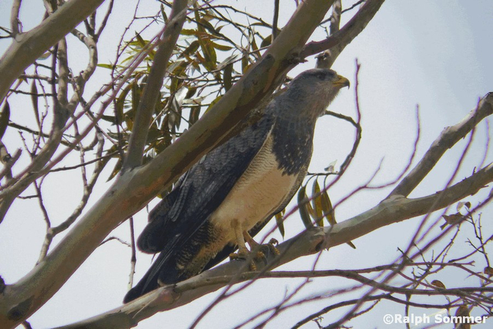 Roadside Hawk in Ecuador