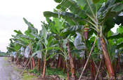 Bananenplantage mit Stützen, Ecuador