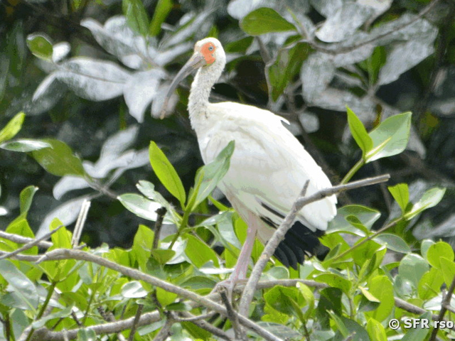 Ibis