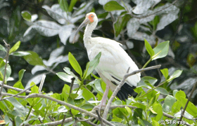 Ibis