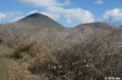Baumwollpflanzen auf Floreana, Galapagos
