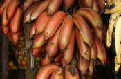 Rote Bananen in Ecuador