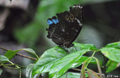 Schmetterling Siona Lodge Ecuador
