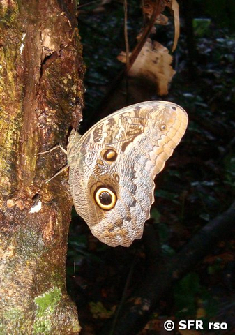 Caligo am Baum in Ecuador