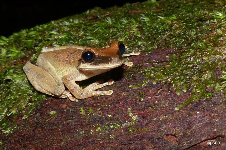 Hypsiboas lanciformis in Ecuador