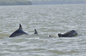 Delfin Gruppe Rueckenflossen in Ecuador