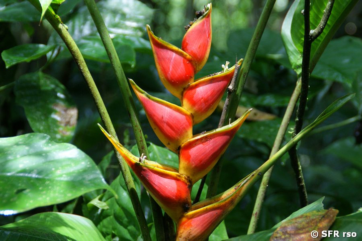 Heliconia stricta in Ecuador
