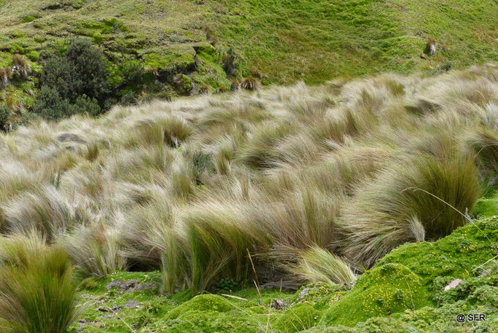 Itchu Gras Paramo Landschaft in Ecuador
