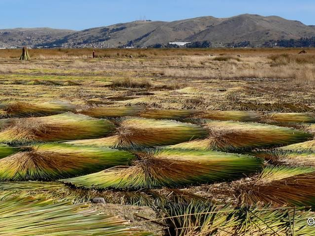 Puno Ura Gras