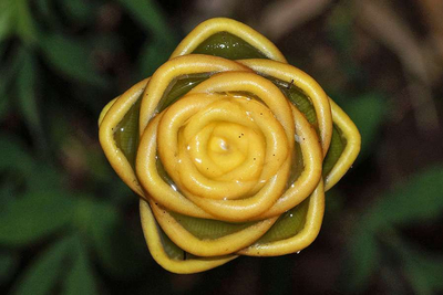Bienenkorb-Ingwer - Zingiber spectabile Hakuna Matata Ecuador