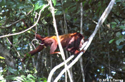 Bruellaffe Sprung in Ecuador