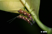 Heuschreckenpaar kopulierend in Ecuador
