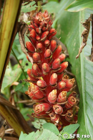 Ingwergewächs Fruchtstand in Ecuador