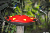 Kolibris am Feeder, Ecuador