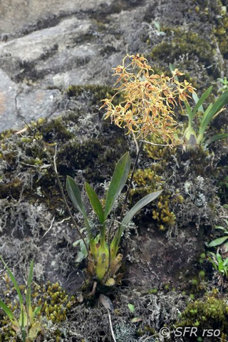 Odontoglossum Armatum Orchidee im Reservat Yanacocha in Ecuador