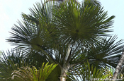 Mauritia Flexuosa Palme in Ecuador