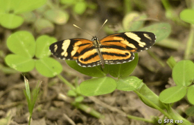 Schmetterling Heliconius