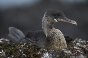 Flugunfähiger Kormoran Phalacrocorax harrisi brütend Galapagos