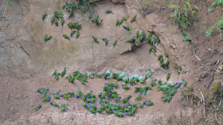Individualreise Ecuador Papageienlecke