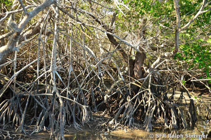 Rote Mangroven Stelzwurzeln Galapagos