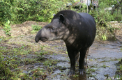 Tapir zoologischer Garten bei Puyo in Ecuador