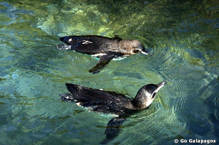 Humboldt Pinguin Spheniscus homboldti schwimmen fischen Galapagos