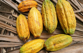 Kakaofruechte Ecuador