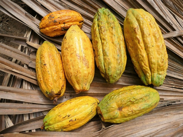 Kakaofruechte Ecuador