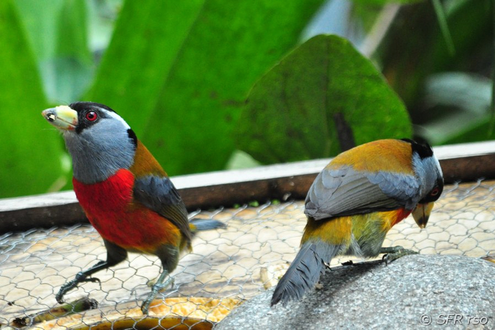 Tukanbartvogel in Ecuador
