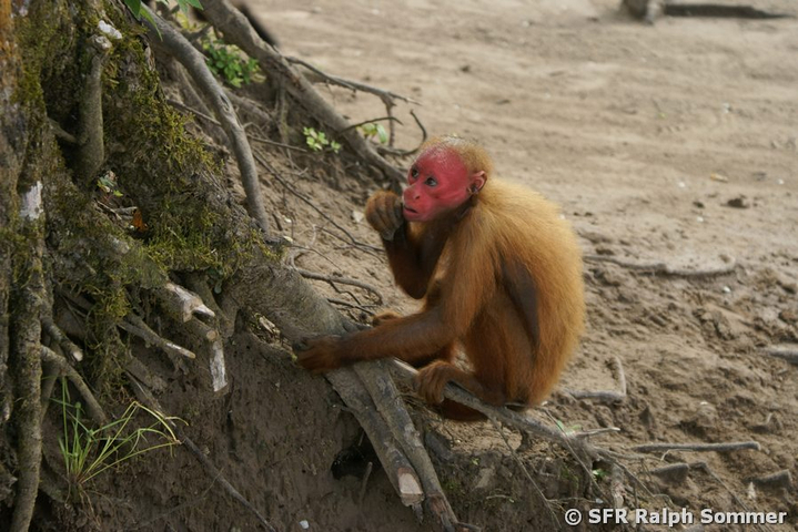 Uakari Rotkopf Affe in Ecuador