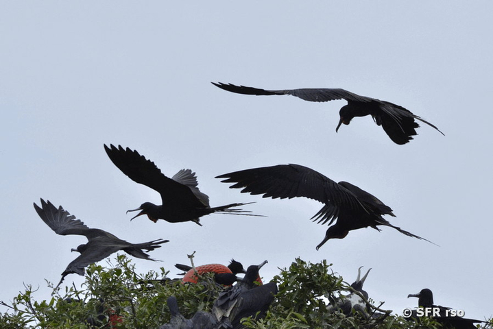 Fregattvögel in Mangroven, Ecuador