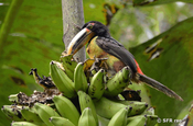 Halsbandarassari in Ecuador