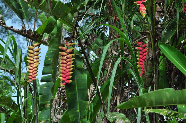 Heliconia standleyi in Ecuador