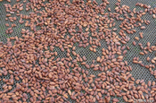 Kakaobohnen fermentiert in Ecuador
