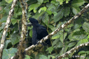 Langlappen Schirmvogel in Ecuador