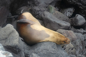 Schlafender Seelöwe in Playa Mann, Galapagos