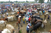 Viehmarkt bei Santa Domingo in Ecuador