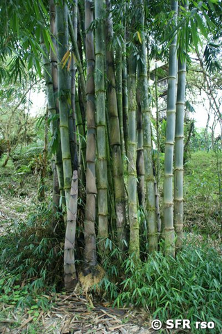 Bambus Anhäufung in Ecuador