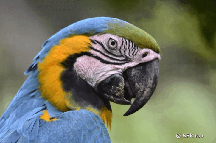 Gelbbrustara Kopf in Ecuador