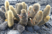 Lava Kaktus Brachycereus nesioticus Blüten Galapagos